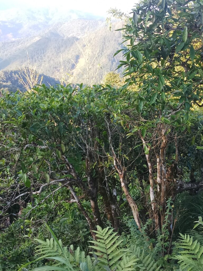 Cây chè cổ thụ